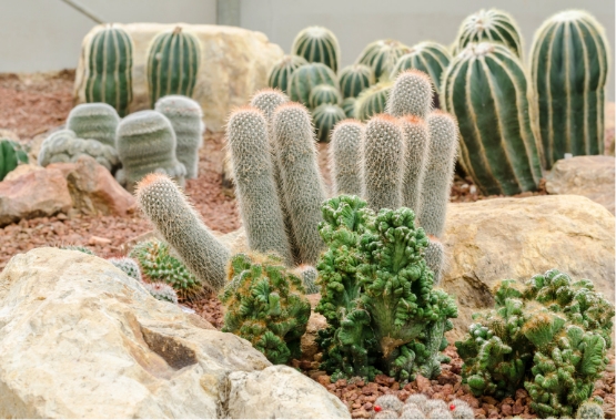 plantes desertiques torsanlorenzo