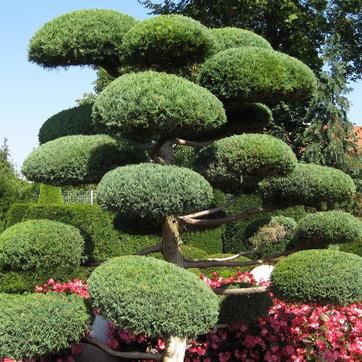 plantes à formes japonaises