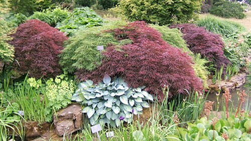 plantes de terre de bruyère