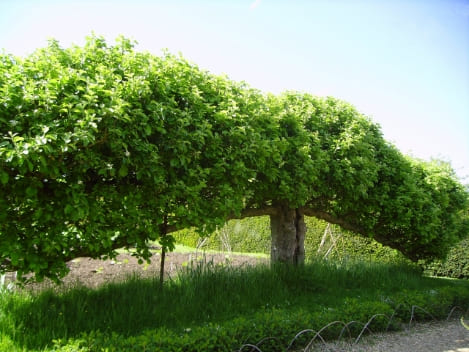 l'espalier forme de conduite des végétaux
