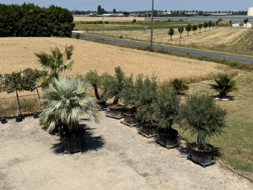 pépinière à olréans torsanlorenzo oliviers graminées palmiers plantes desertiques