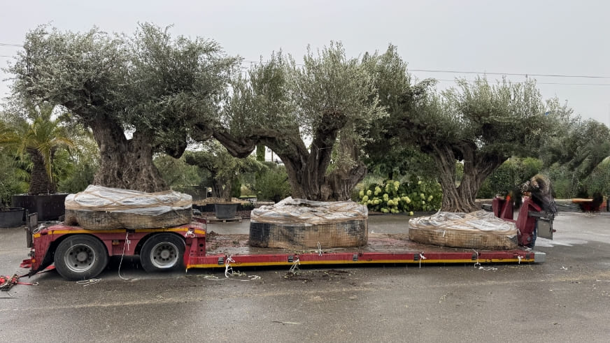 pépinière à olréans torsanlorenzo oliviers graminées palmiers plantes desertiques