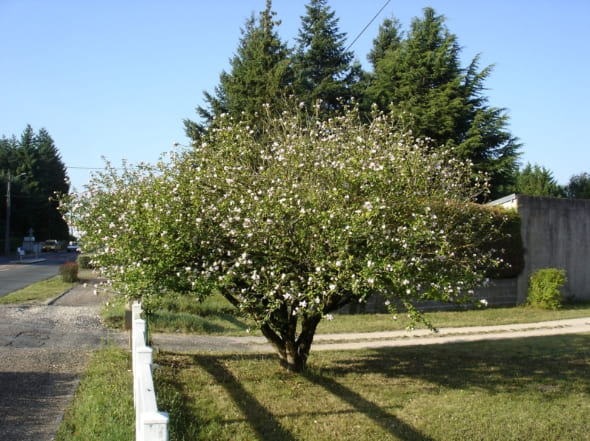 végataux en forme de touffe