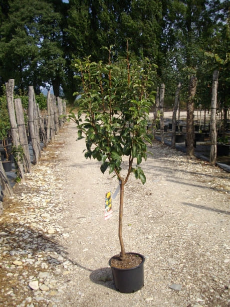 forme de végétaux en quart de tige