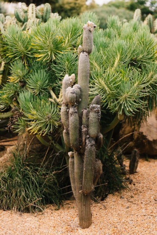 plantes desertiques pépinière à orléans